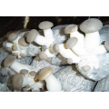 Blackout agrícola Single Span Mushroom Invernadero